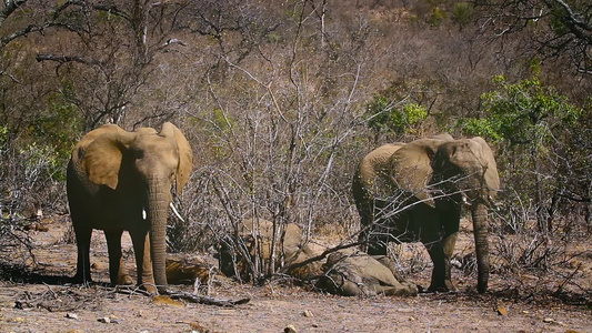 非洲南部Kruger国家公园非洲灌木大象视频