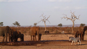 非洲南部Kruger国家公园非洲灌木大象37秒视频