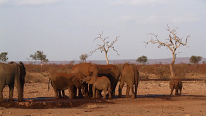 非洲南部Kruger国家公园非洲灌木大象38秒视频