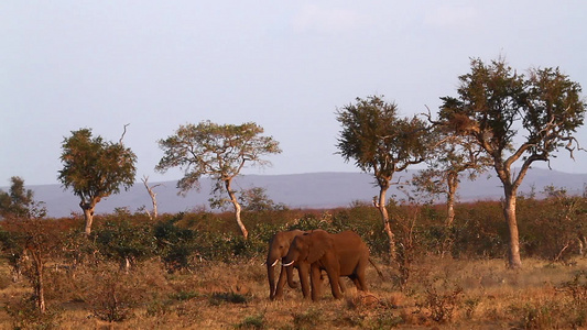 非洲南部Kruger国家公园非洲灌木大象视频