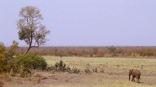非洲南部Kruger国家公园非洲灌木大象视频