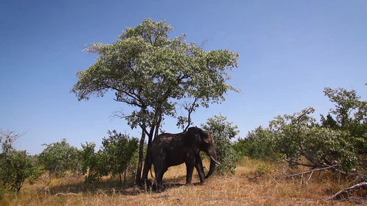 非洲南部Kruger国家公园非洲灌木大象视频