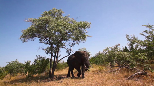 非洲南部Kruger国家公园非洲灌木大象视频