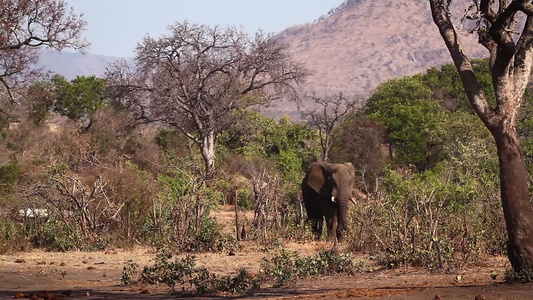 非洲南部Kruger国家公园非洲灌木大象视频