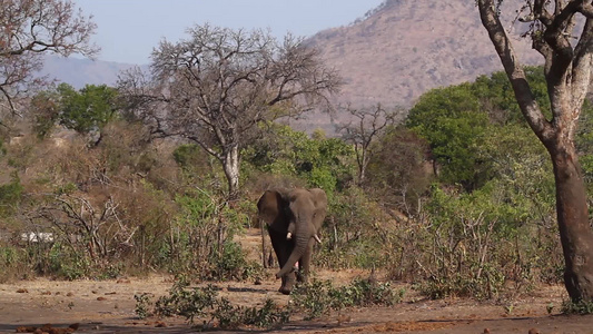 非洲南部Kruger国家公园非洲灌木大象视频