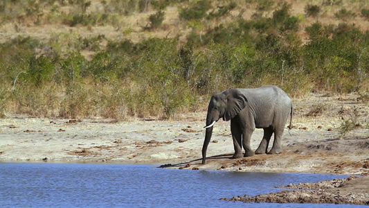 非洲南部Kruger国家公园非洲灌木大象视频