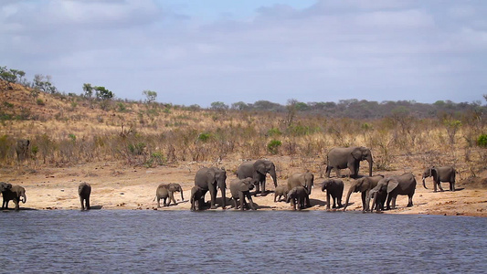 非洲南部Kruger国家公园非洲灌木大象视频