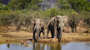 非洲南部克鲁格国家公园里的灌木大象47秒视频