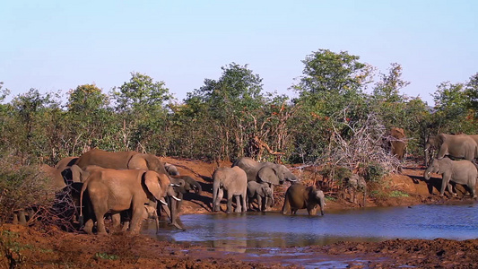 非洲南部Kruger国家公园非洲灌木大象视频