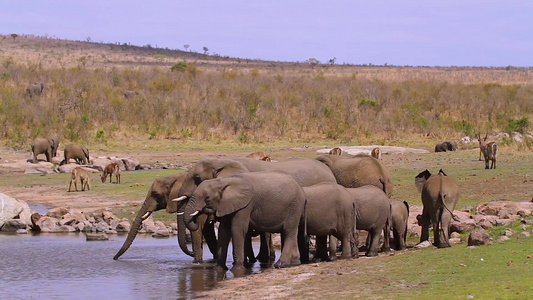 非洲南部Kruger国家公园非洲灌木大象视频