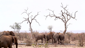 非洲南部Kruger国家公园非洲灌木大象39秒视频