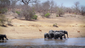 非洲南部Kruger国家公园非洲灌木大象26秒视频