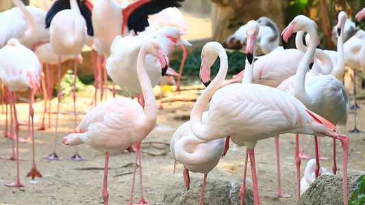 动物园中的Flamingos草群视频
