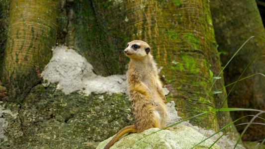 MEERKAT当心视频