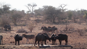 非洲南部的非洲水牛和斑马29秒视频