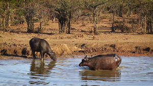 非洲南部国家公园的非洲水牛37秒视频