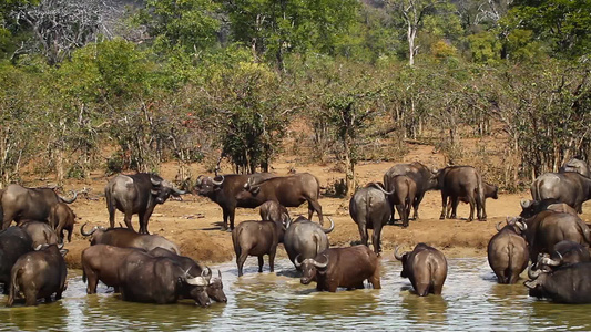 非洲南部Kruger国家公园的非洲水牛视频