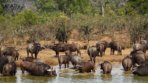 非洲南部国家公园的非洲水牛31秒视频