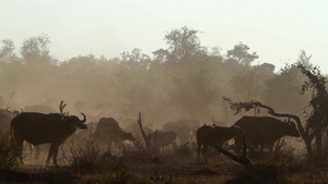 非洲南部国家公园的非洲水牛28秒视频