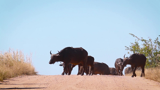 非洲南部Kruger国家公园的非洲水牛视频