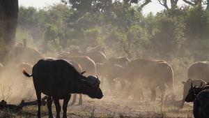 非洲南部Kruger国家公园的非洲水牛25秒视频