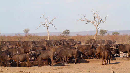 非洲南部Kruger国家公园的非洲水牛视频