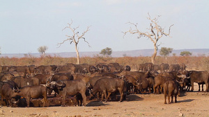 非洲南部国家公园的非洲水牛34秒视频