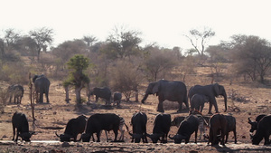非洲南部的非洲水牛非洲大象和斑马30秒视频