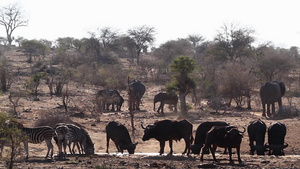 非洲南部的非洲水牛非洲大象和斑马29秒视频