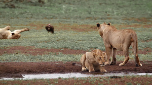 非洲南部国家公园的非洲狮子27秒视频