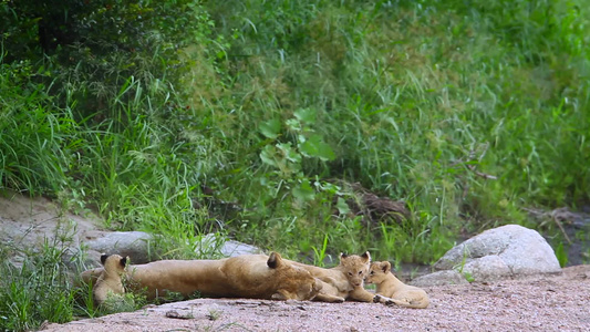 非洲南部Kruger国家公园的非洲狮子视频