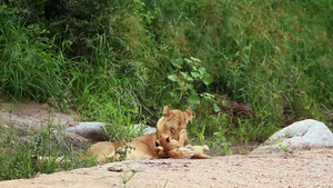 非洲南部国家公园的非洲狮子34秒视频