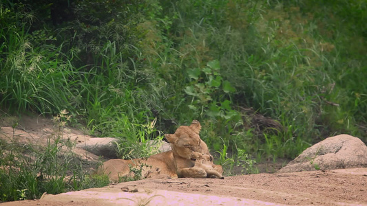 非洲南部Kruger国家公园的非洲狮子视频