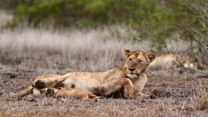 非洲南部克鲁格国家公园里的非洲狮子35秒视频
