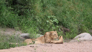 非洲南部国家公园的非洲狮子36秒视频