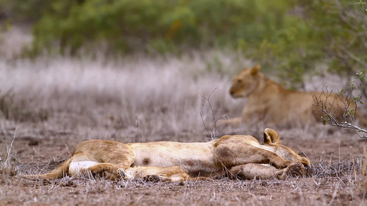 非洲南部Kruger国家公园的非洲狮子视频