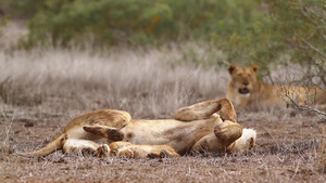 非洲南部Kruger国家公园的非洲狮子17秒视频