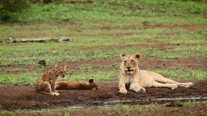 非洲南部克鲁格国家公园里的非洲狮子31秒视频