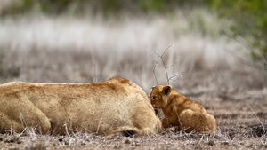 非洲南部Kruger国家公园的非洲狮子41秒视频