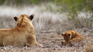 非洲南部国家公园的非洲狮子43秒视频