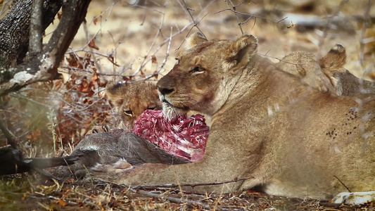 非洲南部Kruger国家公园的非洲狮子视频