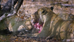 非洲南部克鲁格国家公园里的非洲狮子31秒视频