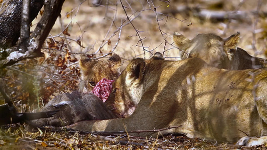 非洲南部Kruger国家公园的非洲狮子视频