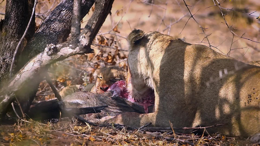 非洲南部Kruger国家公园的非洲狮子视频