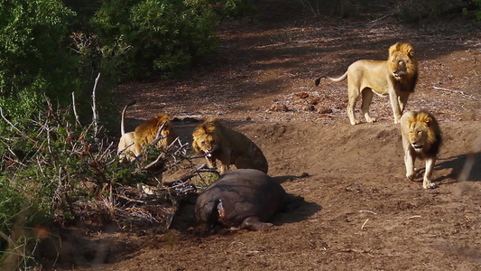 非洲南部Kruger国家公园的非洲狮子视频