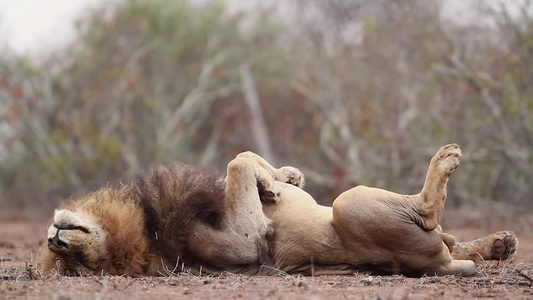 非洲南部Kruger国家公园的非洲狮子视频