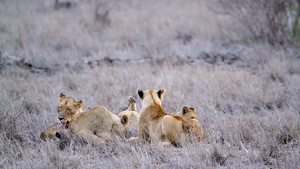 非洲南部Kruger国家公园的非洲狮子34秒视频