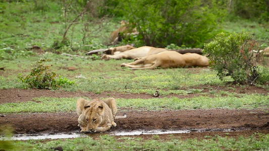 非洲南部Kruger国家公园的非洲狮子视频