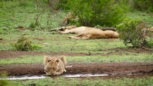 非洲南部克鲁格国家公园里的非洲狮子23秒视频