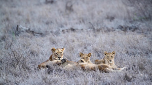 非洲南部Kruger国家公园的非洲狮子32秒视频